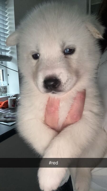 Siberian husky puppies for sale in Darlington, Durham