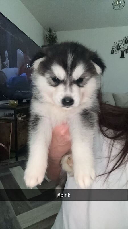 Siberian husky puppies for sale in Darlington, Durham - Image 2