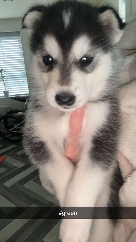 Siberian husky puppies for sale in Darlington, Durham - Image 3