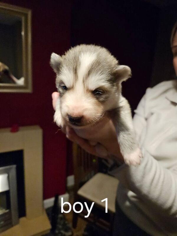 Siberian husky puppies for sale in Tullibody, Clackmannan - Image 2