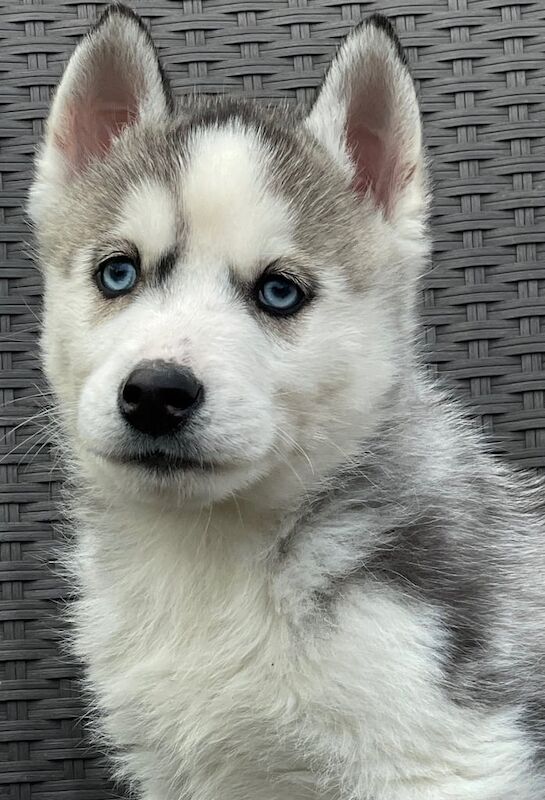 Siberian husky puppies for sale in Washingborough, Lincolnshire