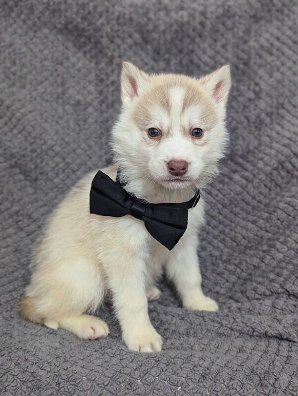 Siberian husky puppies 1 white girl left for sale in Blackpool, Lancashire - Image 2