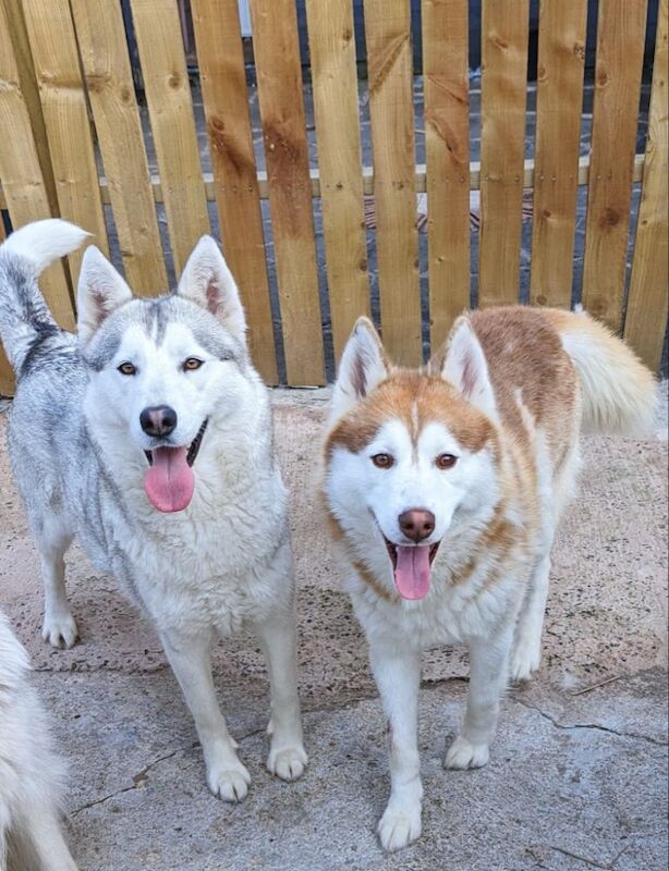 Siberian husky puppies 1 white girl left for sale in Blackpool, Lancashire - Image 4