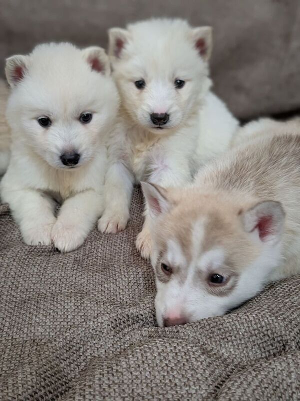 Siberian husky puppies 1 white girl left for sale in Blackpool, Lancashire - Image 5