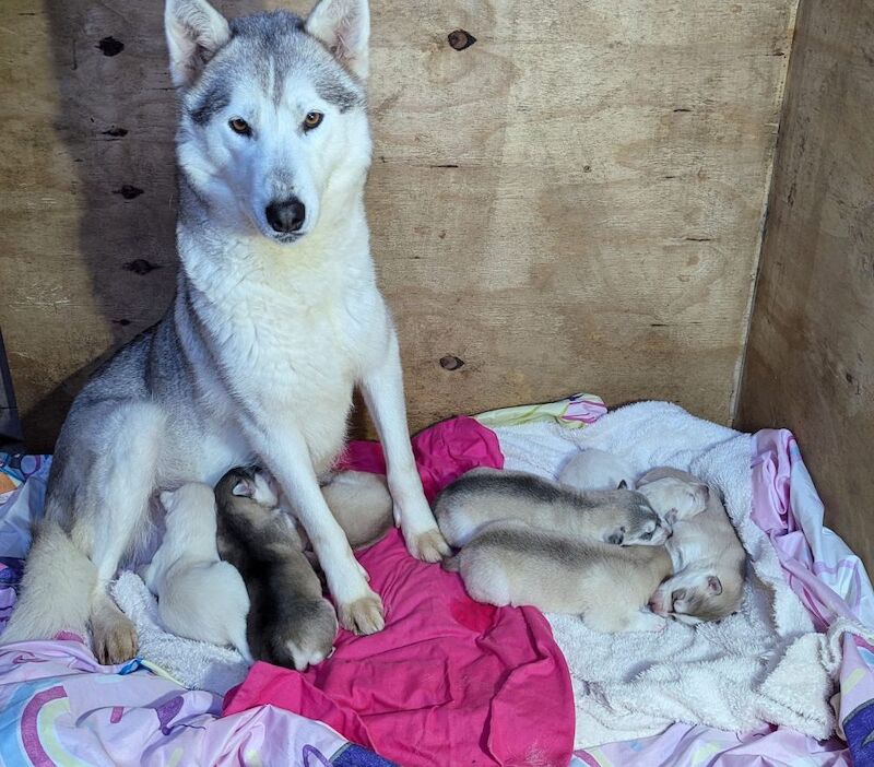 Siberian husky puppies 1 white girl left for sale in Blackpool, Lancashire - Image 6