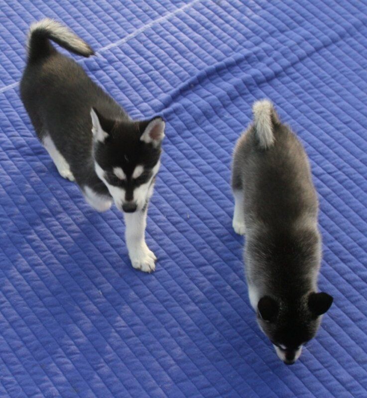 Kennel Club Registered Husky Puppies For Sale