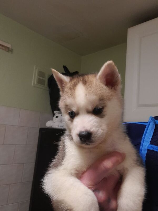 Siberian husky pups for sale in Armagh, Armagh