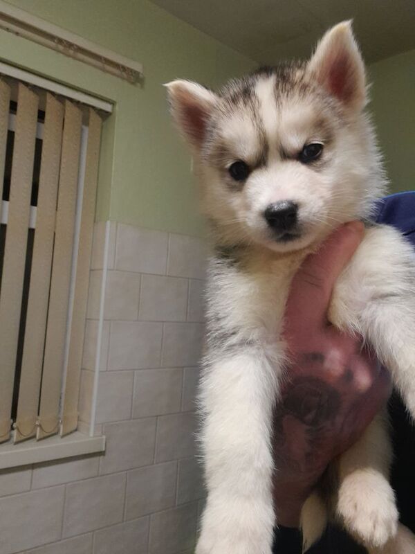 Siberian husky pups for sale in Armagh, Armagh - Image 2