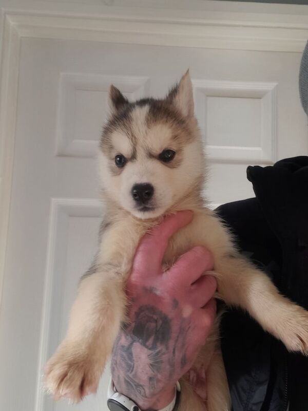 Siberian husky pups for sale in Armagh, Armagh - Image 3