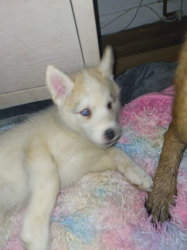 Siberian husky pups for sale in Eastbourne, East Sussex