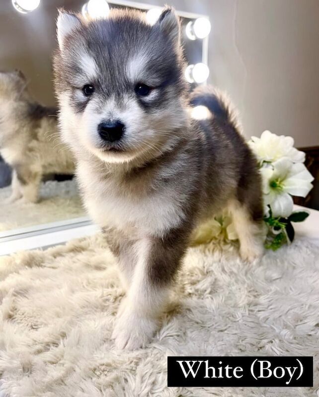 Siberian Husky X Alaskan Malamute Puppies for Sale – Ready for Their Forever Homes! for sale in Woolwich, Greater London