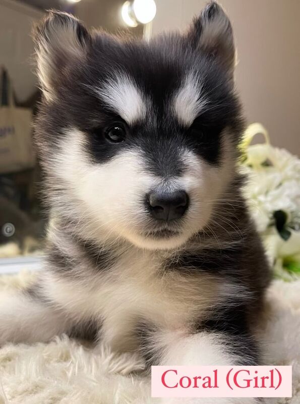 Siberian Husky X Alaskan Malamute Puppies for Sale – Ready for Their Forever Homes! for sale in Woolwich, Greater London - Image 2