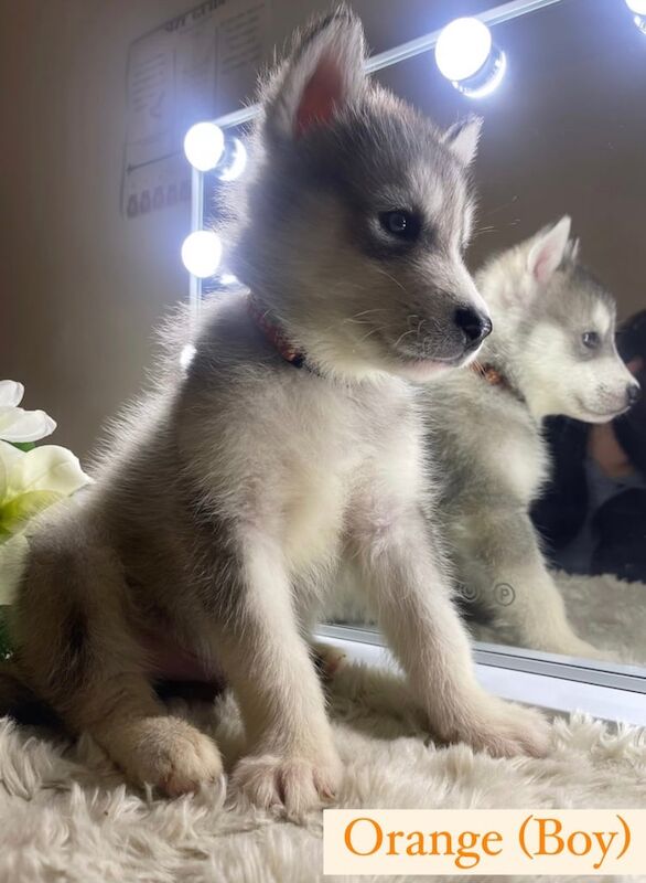 Siberian Husky X Alaskan Malamute Puppies for Sale – Ready for Their Forever Homes! for sale in Woolwich, Greater London - Image 3