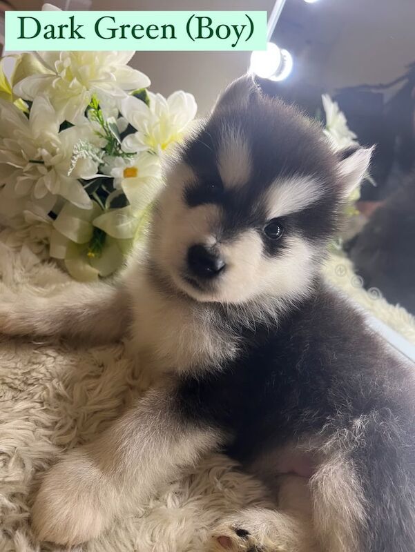 Siberian Husky X Alaskan Malamute Puppies for Sale – Ready for Their Forever Homes! for sale in Bedford, Bedfordshire - Image 3